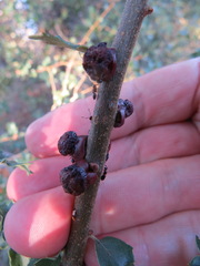 Disholcaspis prehensa