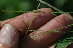 Leptochloa mucronata