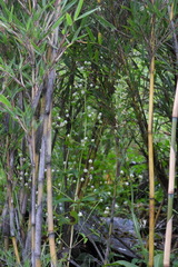 Swertia macrosperma