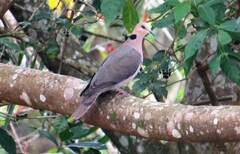 Streptopelia semitorquata