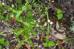 Swertia macrosperma