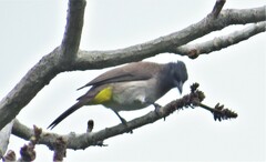 Pycnonotus barbatus layardi