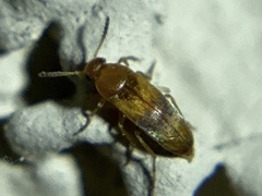 Tenebrionoidea