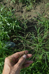 Leptochloa mucronata