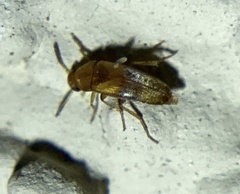 Tenebrionoidea