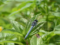 Orthetrum luzonicum