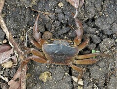 Potamonautes sidneyi