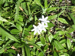 Richardia grandiflora