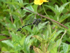 Ictinogomphus rapax