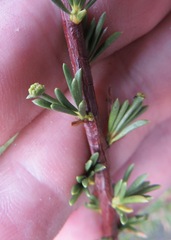 Eriophyes adenostomae