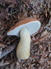Boletus reticulatus