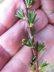 Eriophyes adenostomae