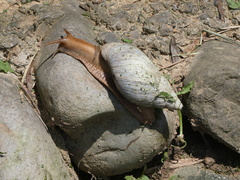 Lissachatina immaculata