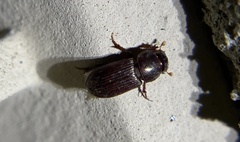 Ataenius