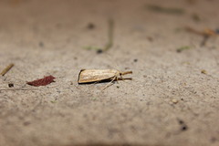 Agriphila vulgivagellus