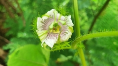 Passiflora foetida