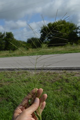Leptochloa mucronata
