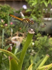 Sympetrum darwinianum