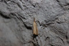 Agriphila vulgivagellus