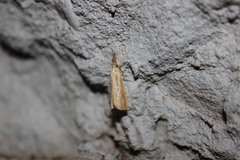Agriphila vulgivagellus