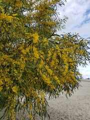 Acacia macradenia