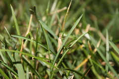 Agriphila vulgivagellus