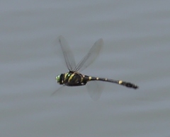 Ictinogomphus rapax
