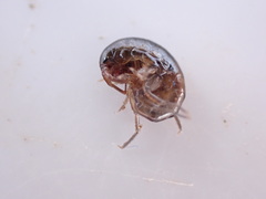 Talitridae