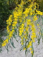 Acacia macradenia