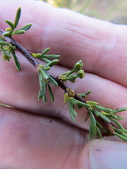 Eriophyes adenostomae