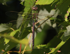 Anax junius