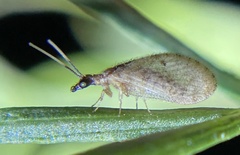 Sympherobius barberi