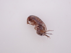 Talitridae