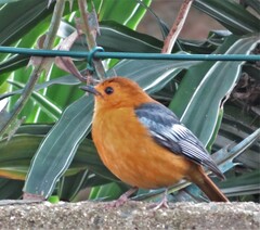 Cossypha natalensis natalensis