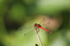 Sympetrum vicinum