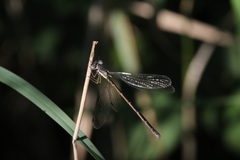Lestes congener