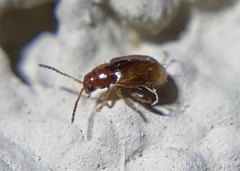 Glyptina