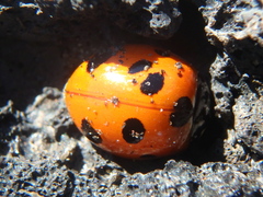 Coccinella