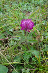 Trifolium alpestre