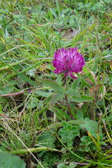 Trifolium alpestre