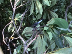 Orthetrum triangulare