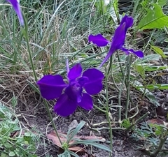 Delphinium consolida