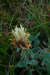 Trifolium ochroleucon