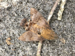 Macroglossum corythus