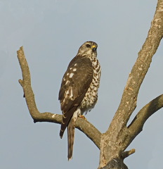 Accipiter brevipes