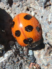 Coccinella