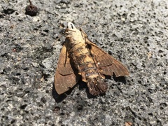 Macroglossum corythus