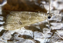 Hellula