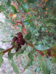 Disholcaspis prehensa