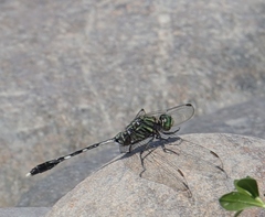 Orthetrum sabina